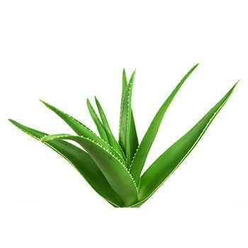 Ingrediens Aloe vera växt i hudvård